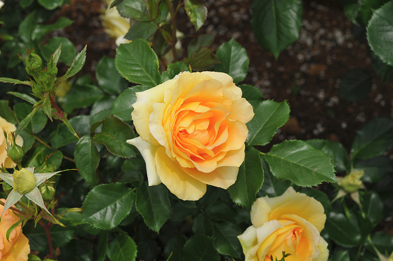 image0263