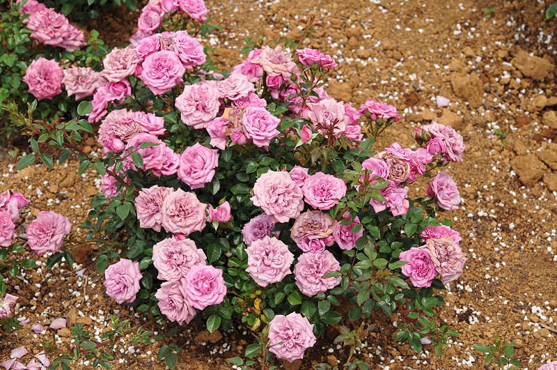 image0266
