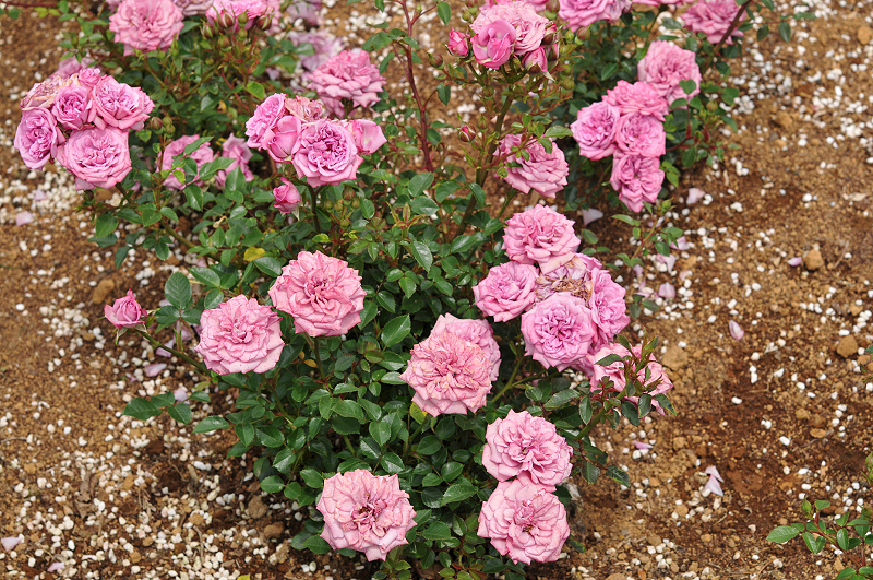 image0267