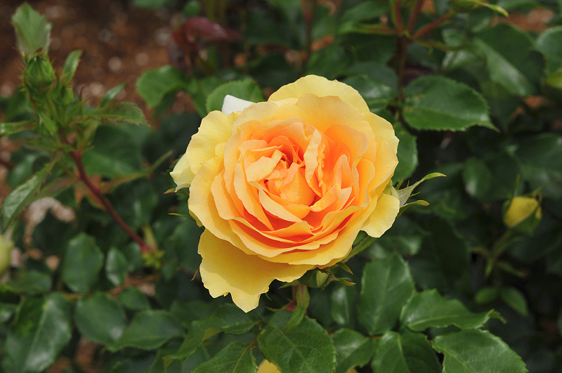 image0268