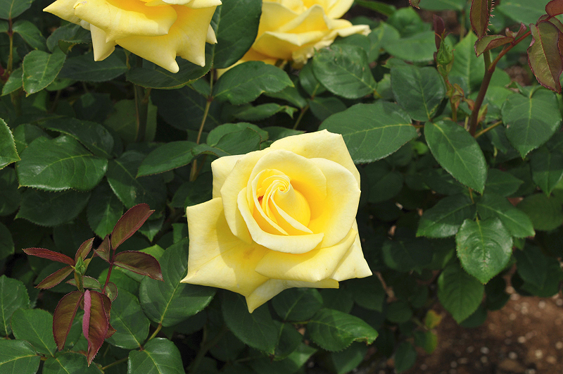 image0273