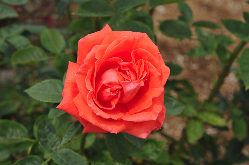 image0274