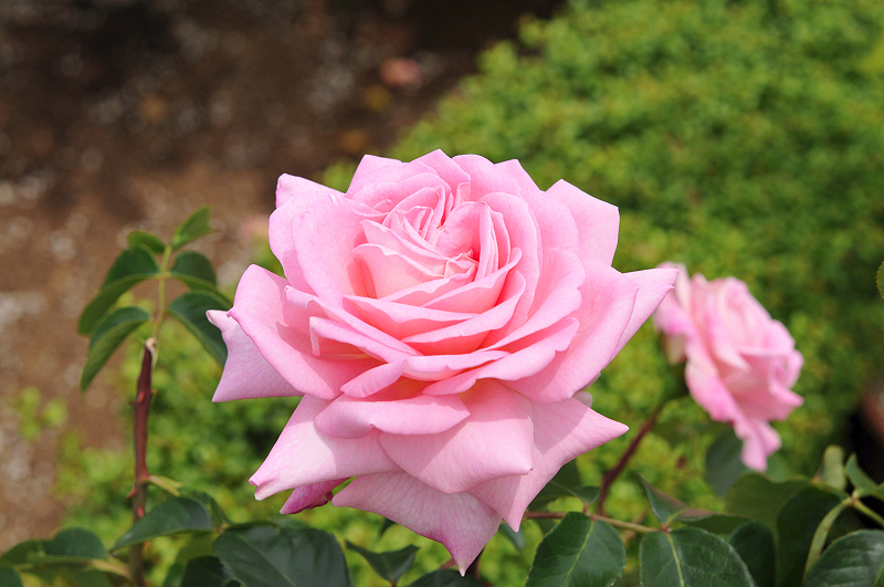image0275