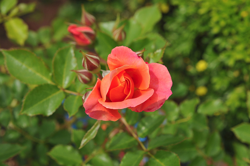 image0276
