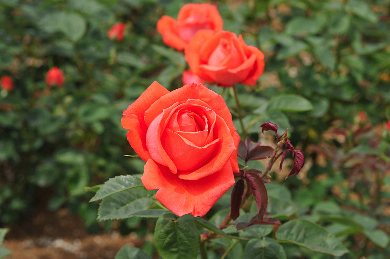 image0279