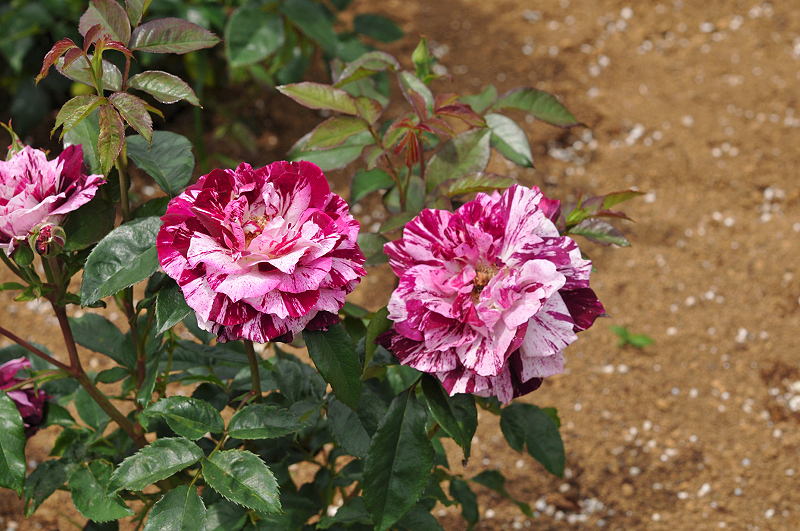image0280
