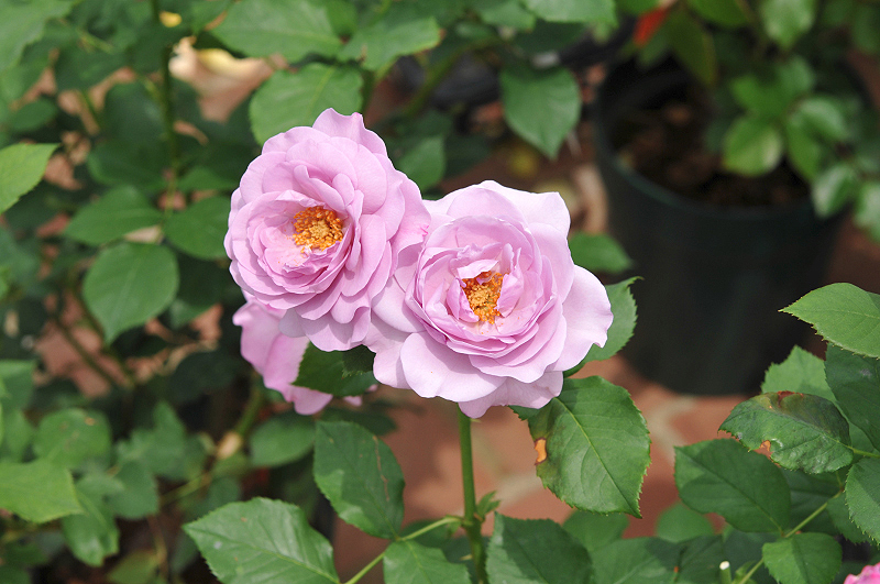 image0281