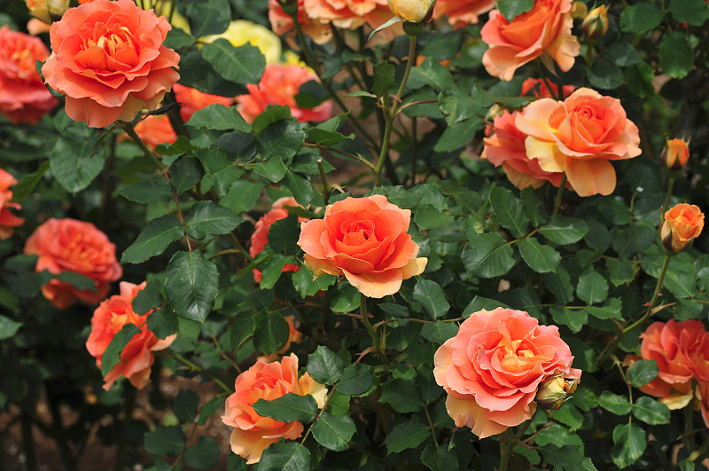 image0282