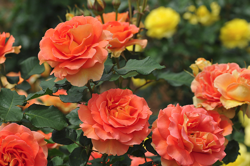 image0284