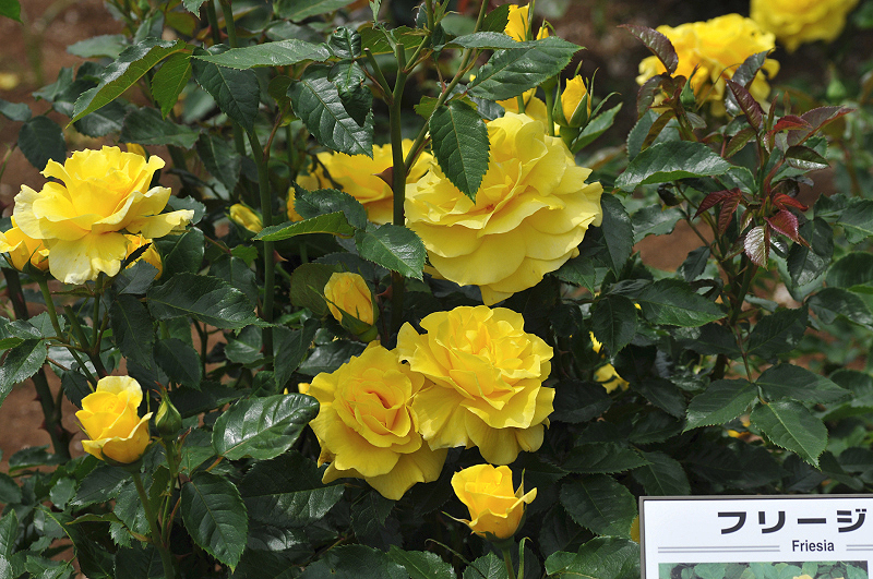 image0287