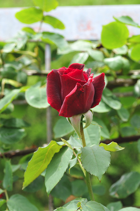image0288