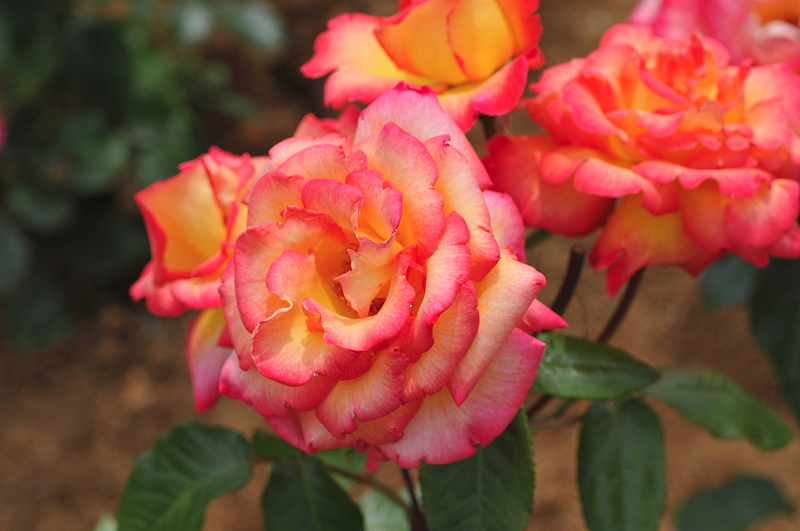 image0291
