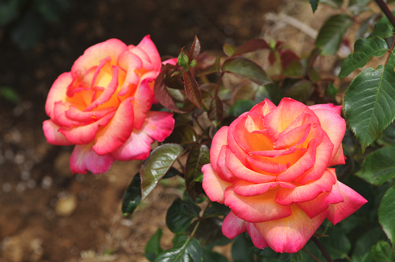 image0292