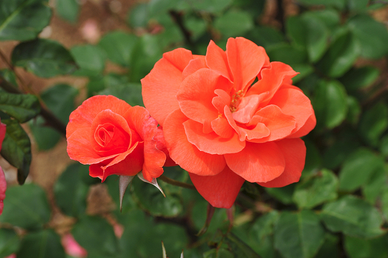 image0297