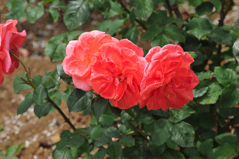 image0298