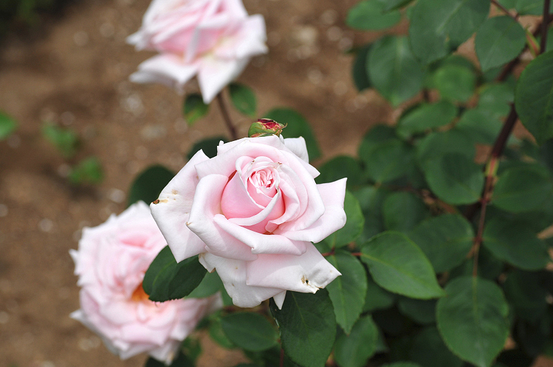 image0302