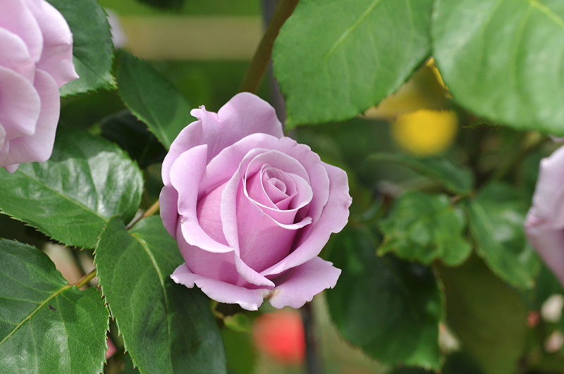 image0305