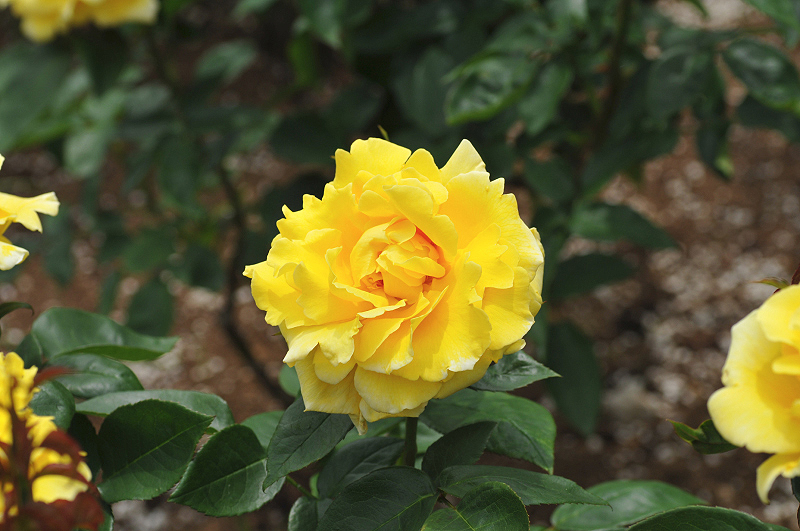 image0307