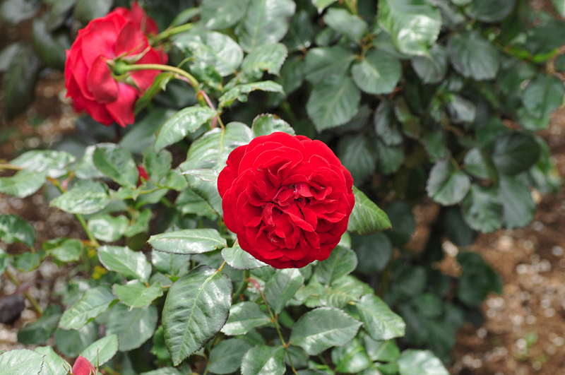 image0309