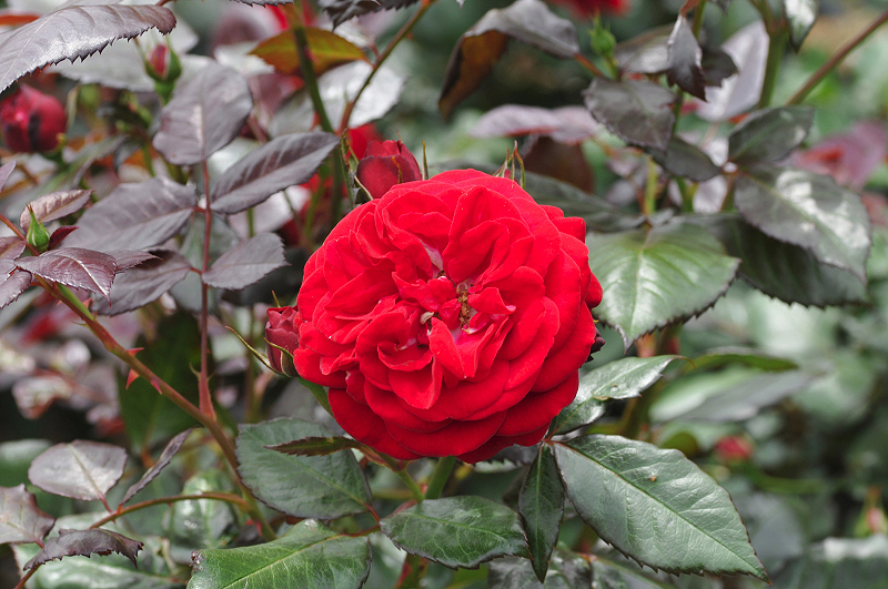 image0310