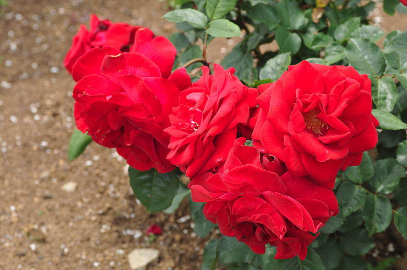 image0313