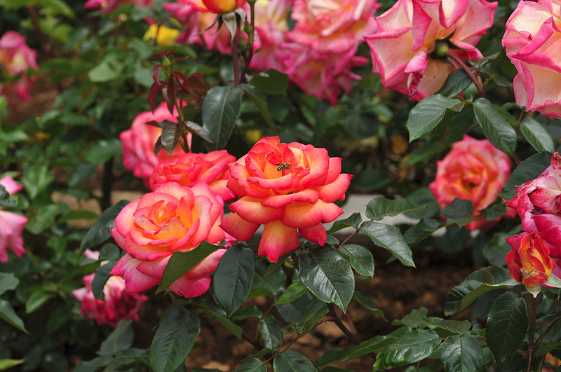 image0316