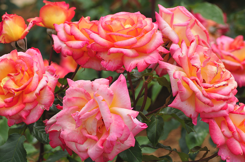 image0318
