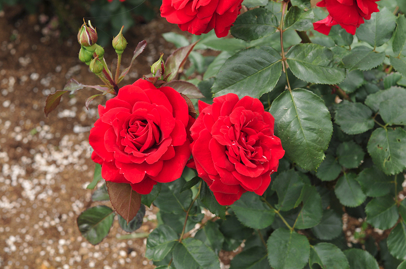 image0330