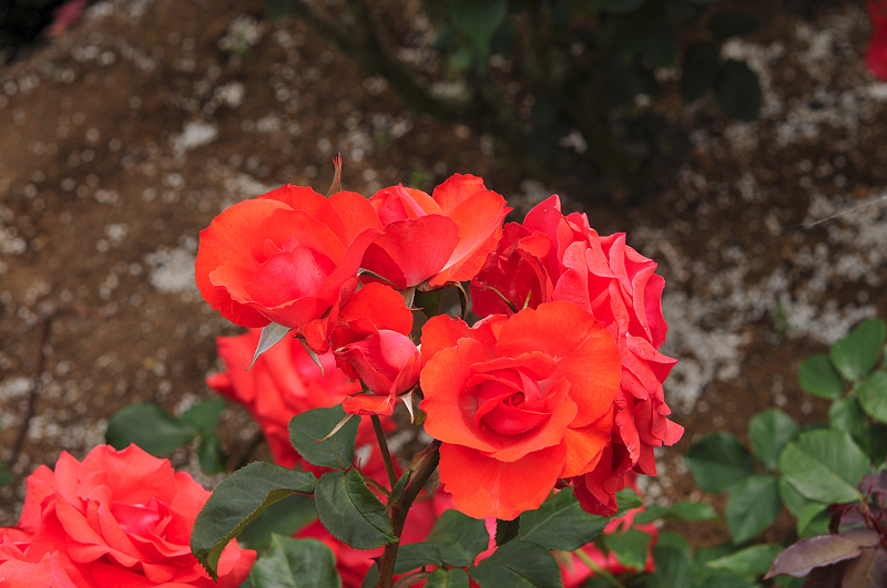image0336