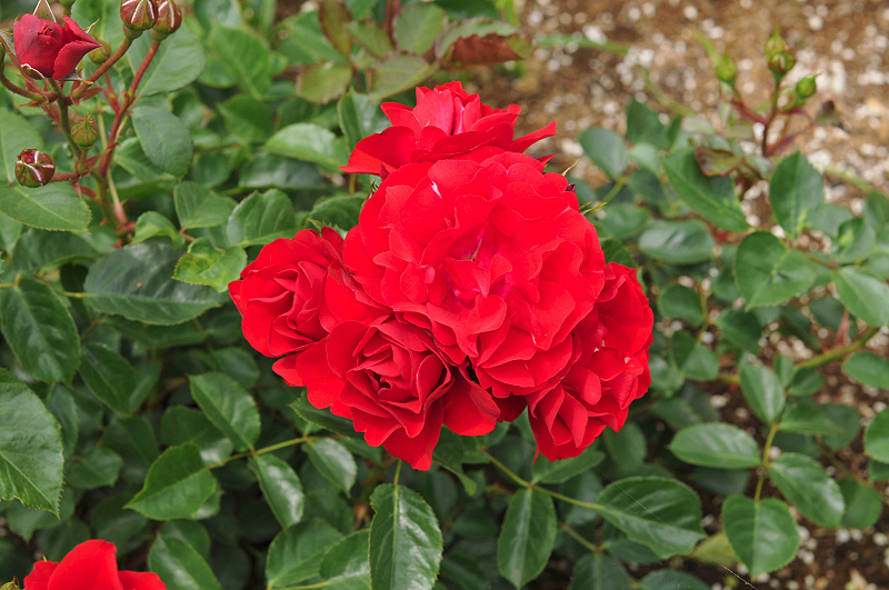 image0343