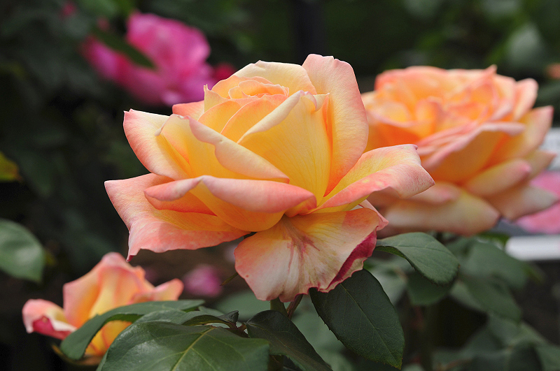 image0370