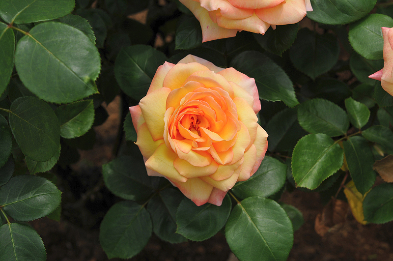 image0373