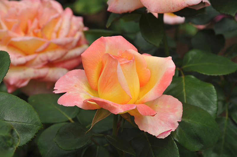 image0374