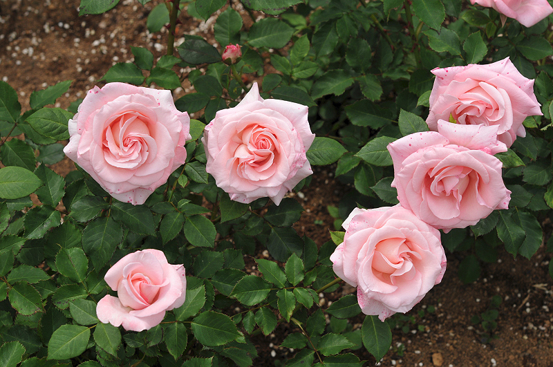 image0375