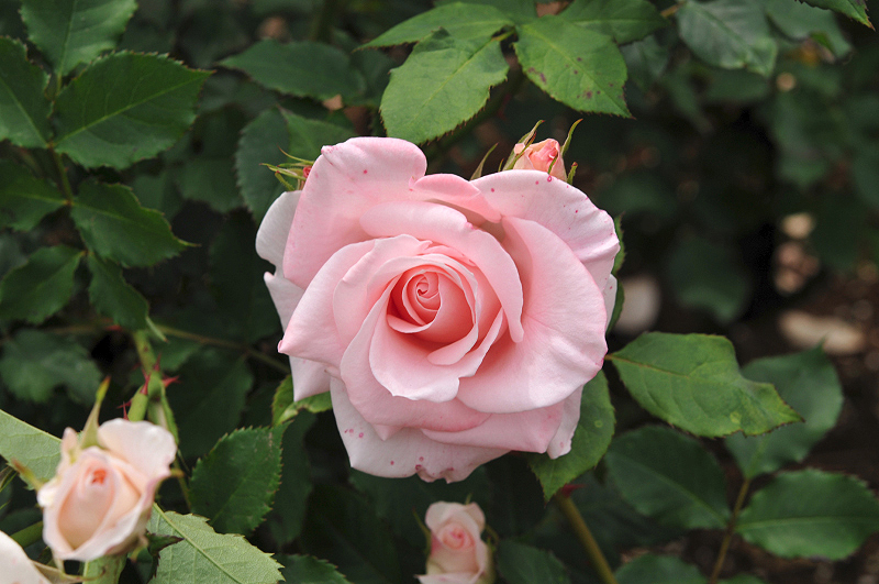 image0376