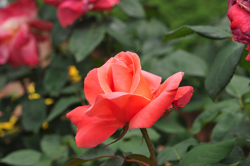 image0377