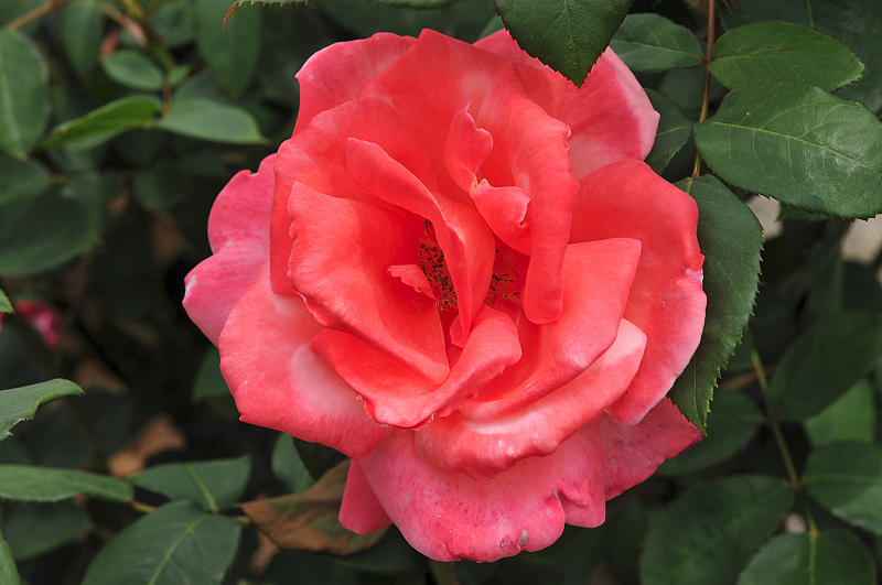 image0378