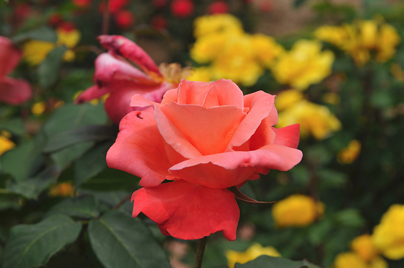image0379