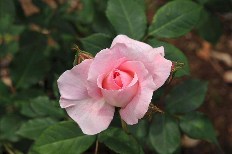 image0380