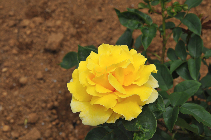 image0385