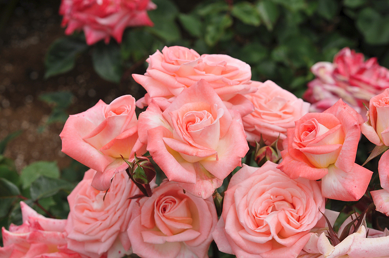 image0386