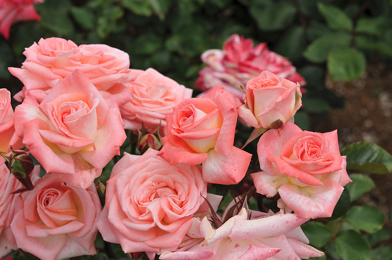 image0387