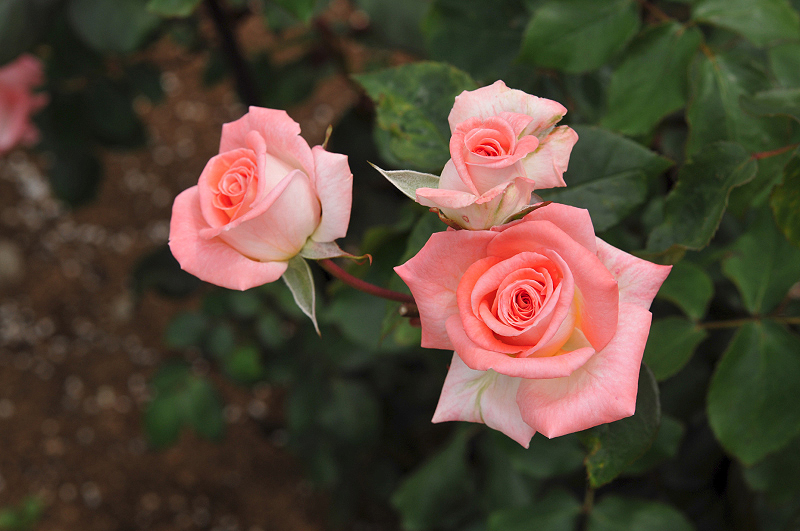 image0388
