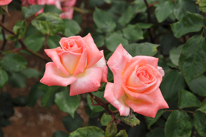 image0390