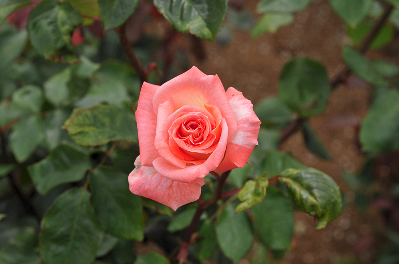 image0391