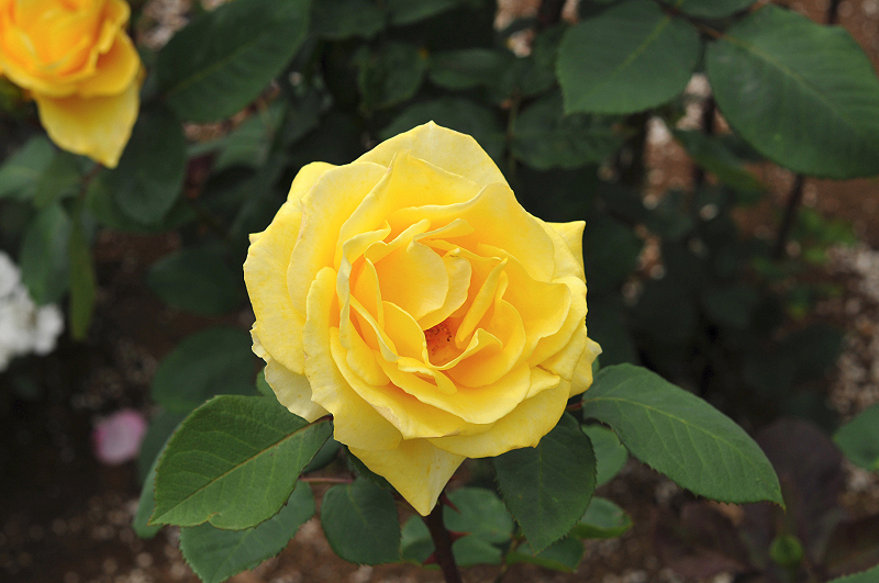 image0393