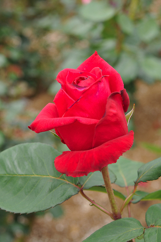 image0395