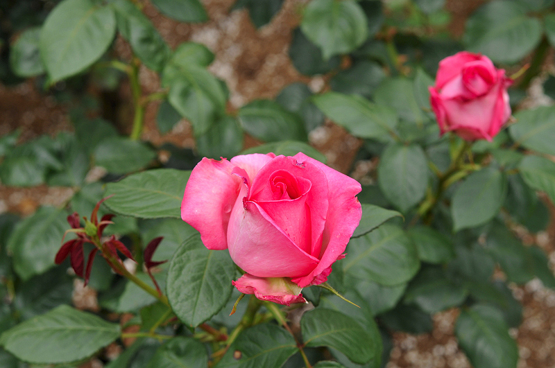 image0397