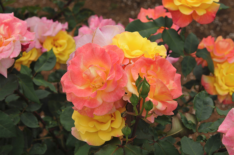 image0399