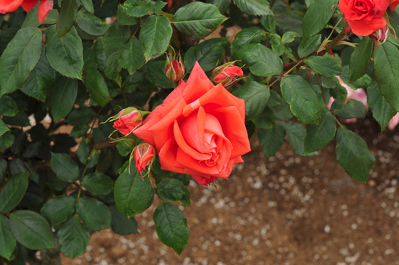 image0401